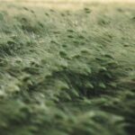 selective focus photo of grass field