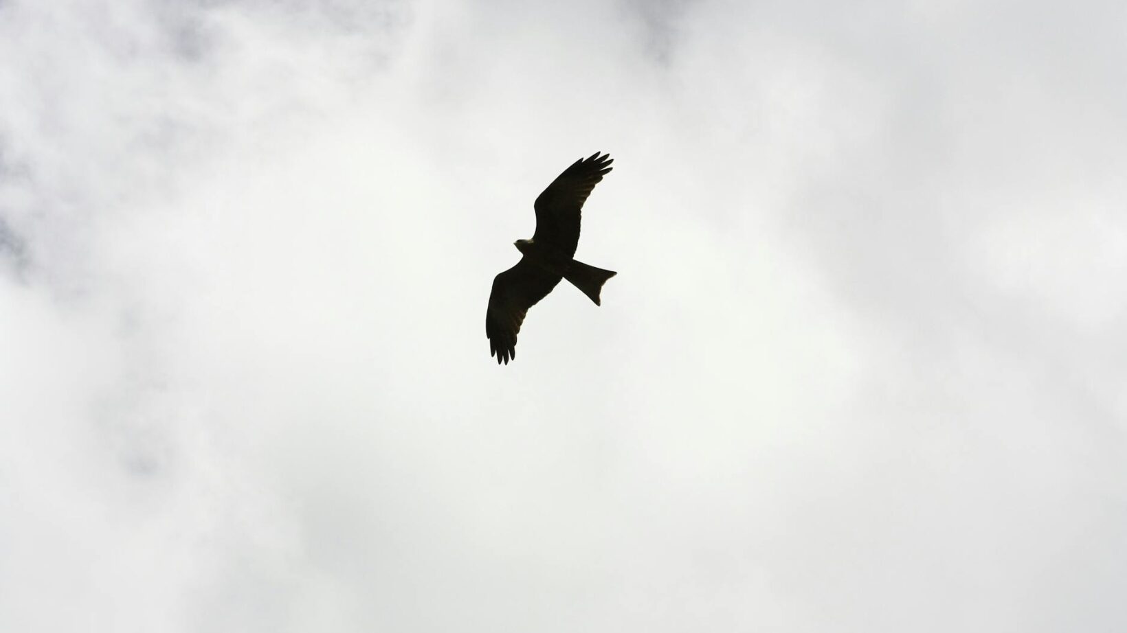 silhouette of bird flying