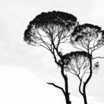 silhouette photo of trees